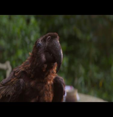 The Parrot from Tuesday